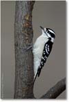 Downy-Woodpecker-Dec2001-01V-P2