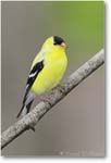 Goldfinch-Male-Summer-Home-E0K2739