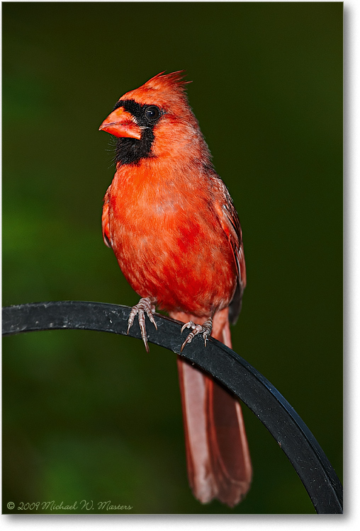 Cardinal_S3A0330