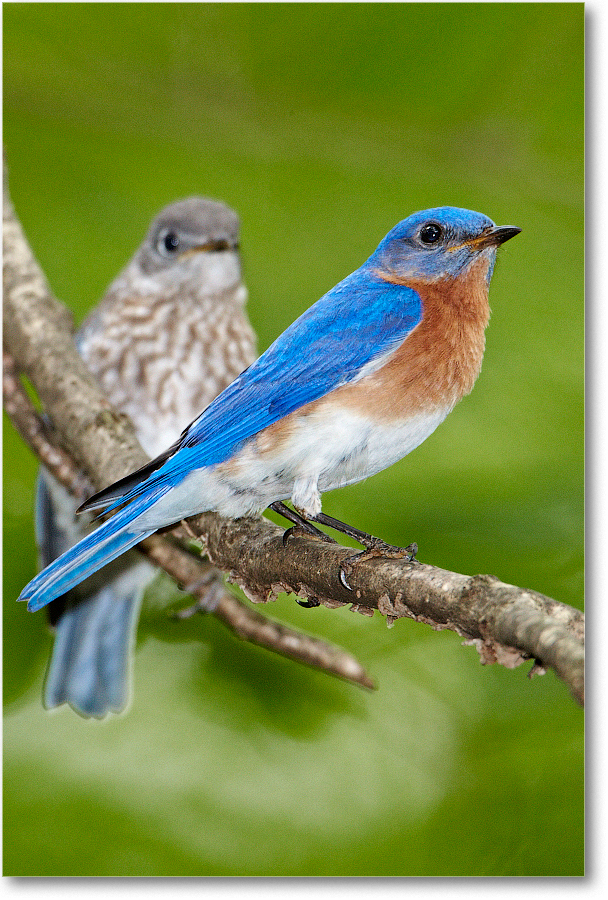 BluebirdPair-Virginia-2012May_D4B0525 copy