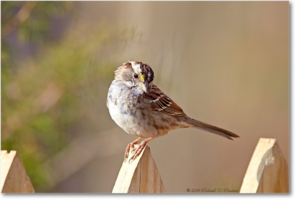 SparrowWhiteThroated-Virginia-2014Spring-1DXA0145