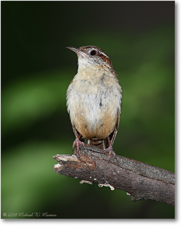 CarolinaWren_June2008_1S3A0569