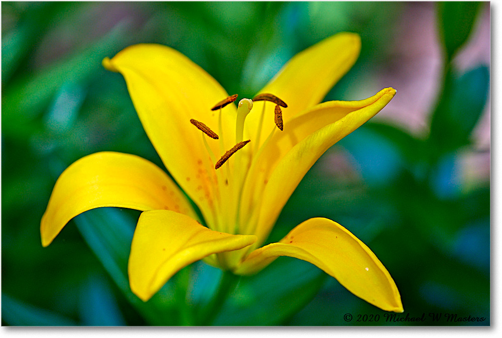 DayLily_Virginia_2020May_5D4A2516 copy