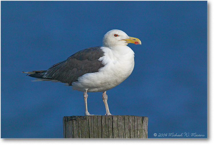 Greater-Black-Backed-Gull-1FFT5453