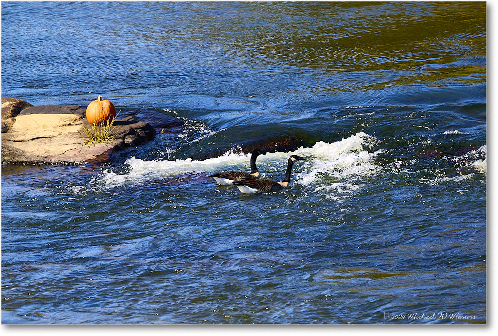 CanadaGeese_RappahannockRiver_2024Oct_R5C01327