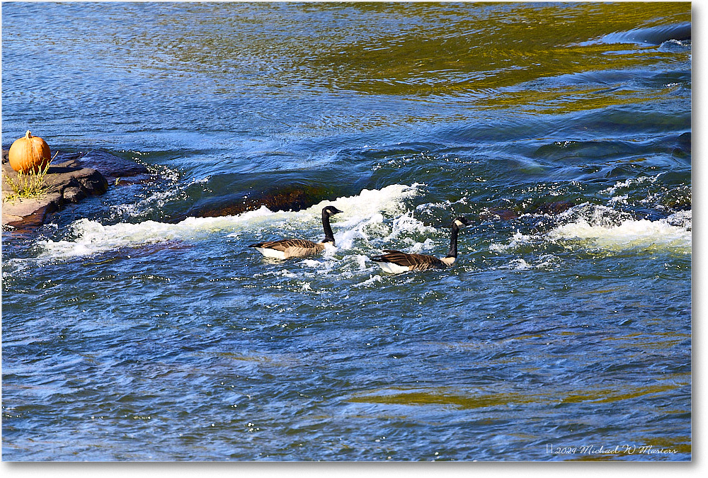 CanadaGeese_RappahannockRiver_2024Oct_R5C01328