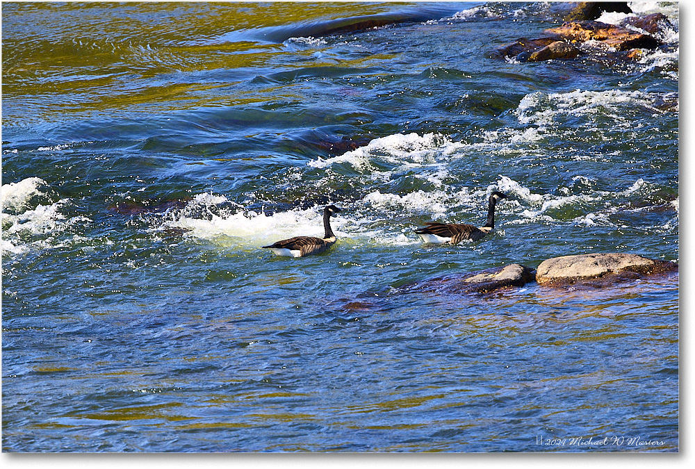 CanadaGeese_RappahannockRiver_2024Oct_R5C01330