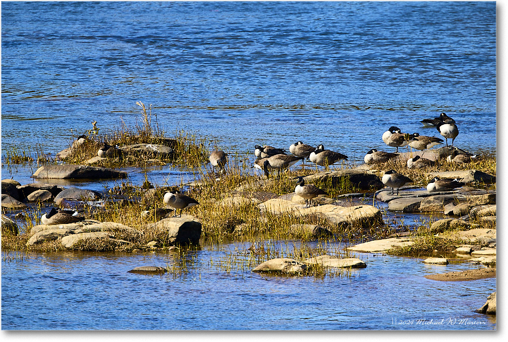 CanadaGeese_RappahannockRiver_2024Oct_R5C01332