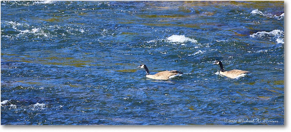 CanadaGeese_RappahannockRiver_2024Oct_R5C01335