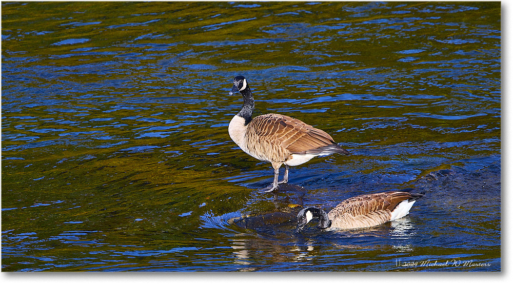 CanadaGeese_RappahannockRiver_2024Oct_R5C01358