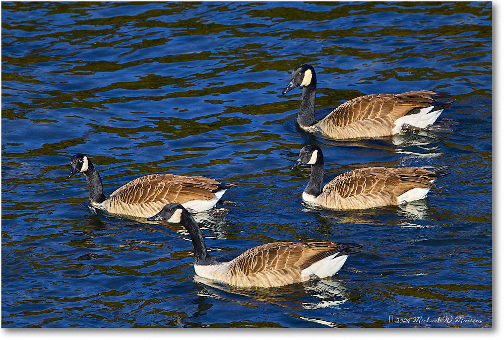 CanadaGeese_RappahannockRiver_2024Oct_R5C01360