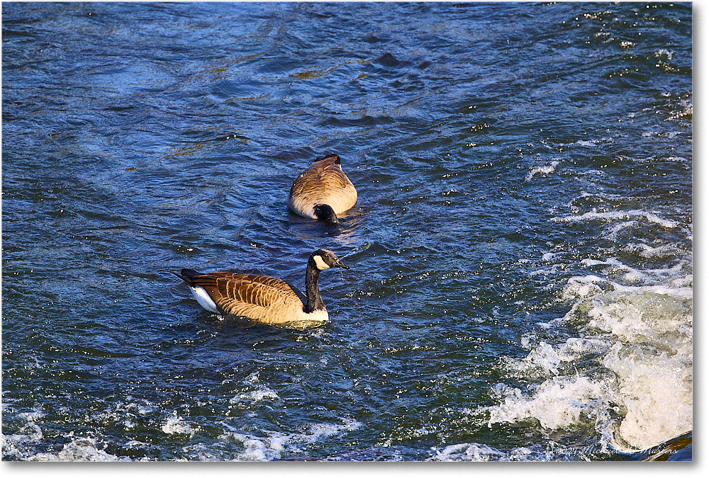 CanadaGeese_RappahannockRiver_2024Oct_R5C01603