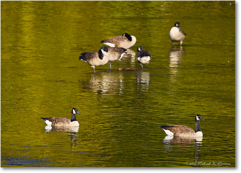 CanadaGeese_RappahannockRiver_2024Oct_R5C01664