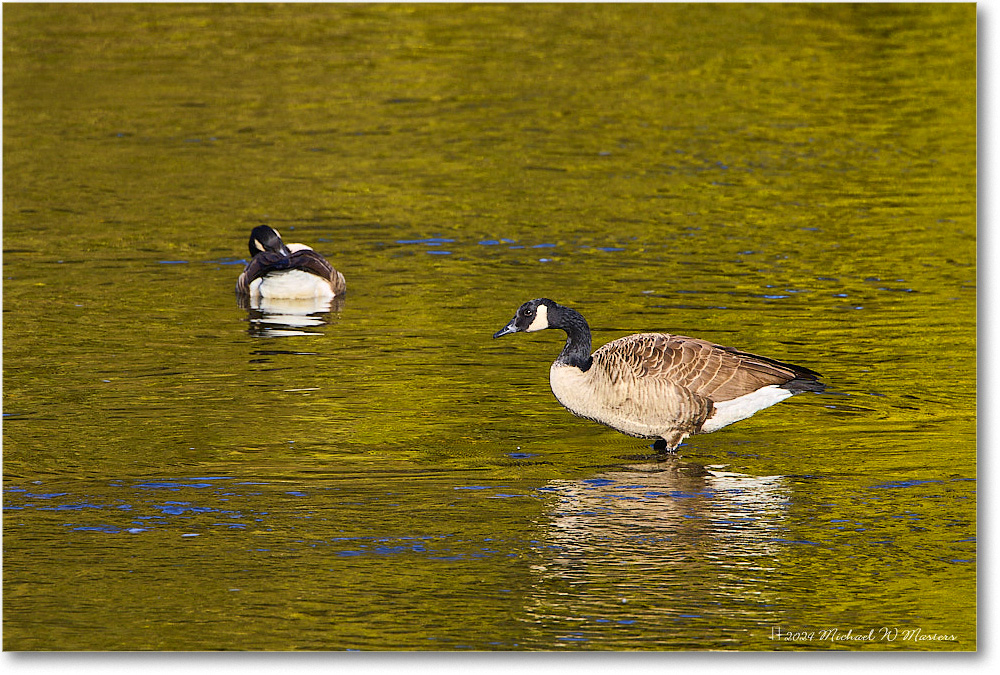 CanadaGeese_RappahannockRiver_2024Oct_R5C01666