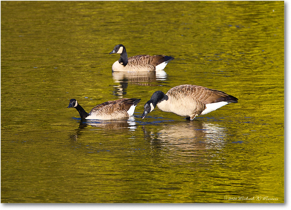 CanadaGeese_RappahannockRiver_2024Oct_R5C01670