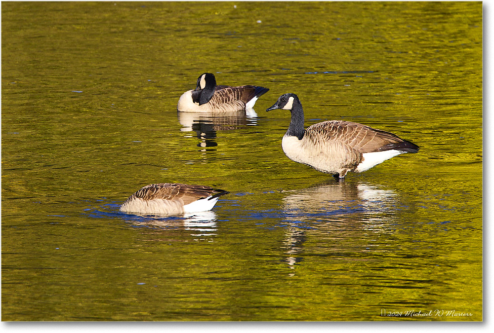 CanadaGeese_RappahannockRiver_2024Oct_R5C01674