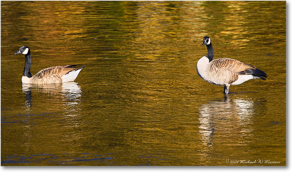 CanadaGeese_RappahannockRiver_2024Oct_R5C01677