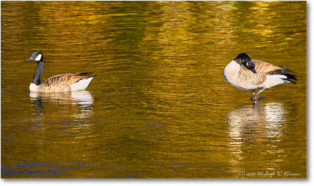 CanadaGeese_RappahannockRiver_2024Oct_R5C01678