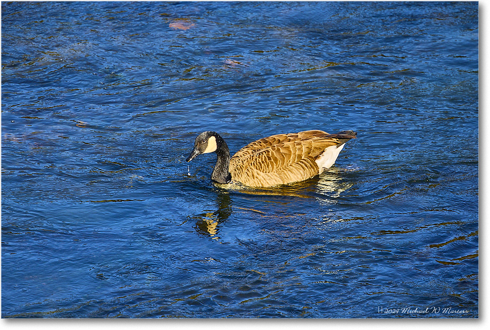 CanadaGoose_RappahannockRiver_2024Oct_R5C01361