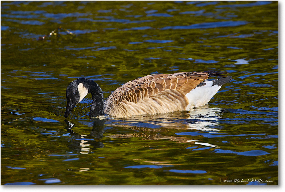 CanadaGoose_RappahannockRiver_2024Oct_R5C01376