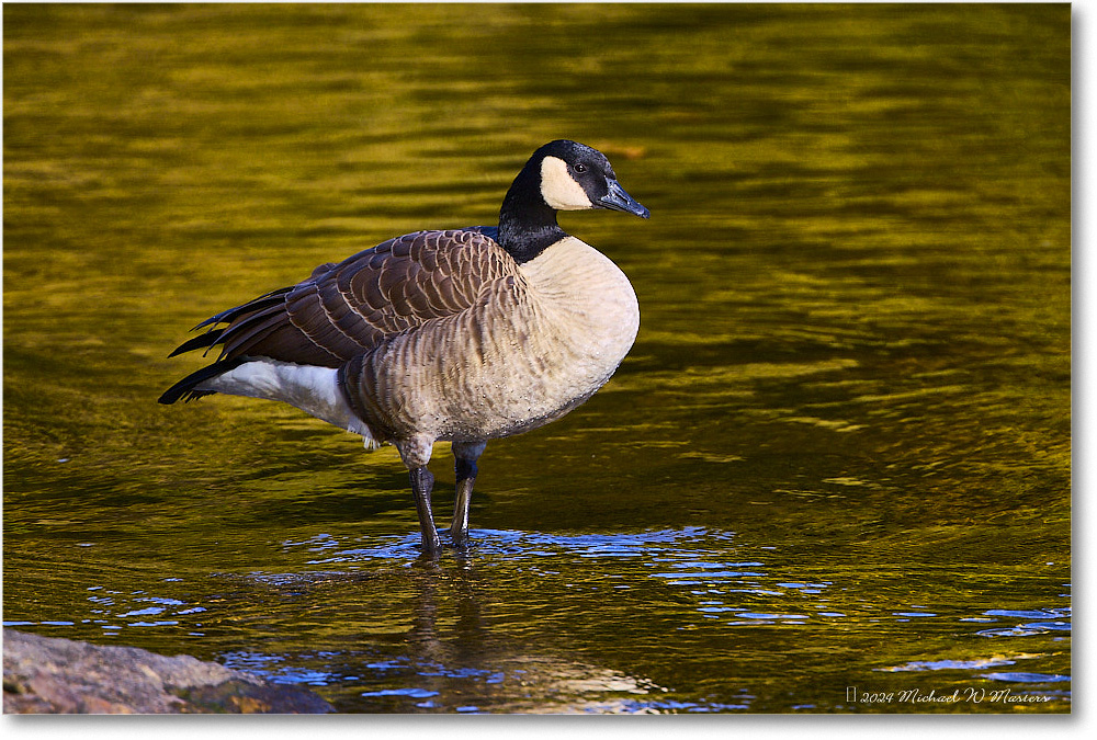 CanadaGoose_RappahannockRiver_2024Oct_R5C01408