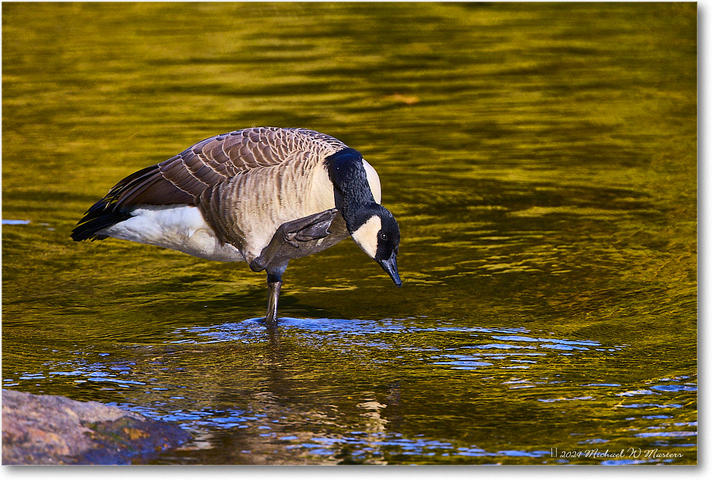 CanadaGoose_RappahannockRiver_2024Oct_R5C01410