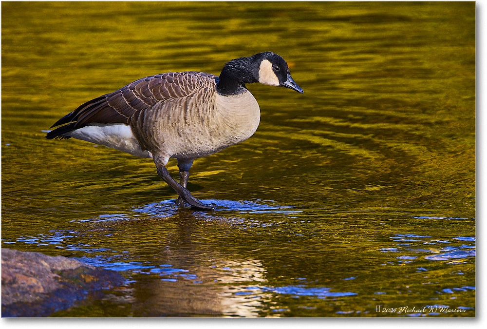 CanadaGoose_RappahannockRiver_2024Oct_R5C01412