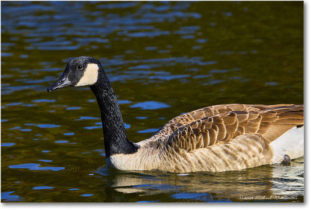 CanadaGoose_RappahannockRiver_2024Oct_R5C01415