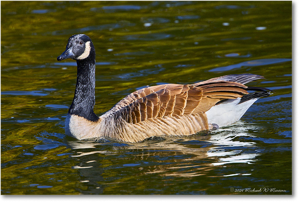 CanadaGoose_RappahannockRiver_2024Oct_R5C01441