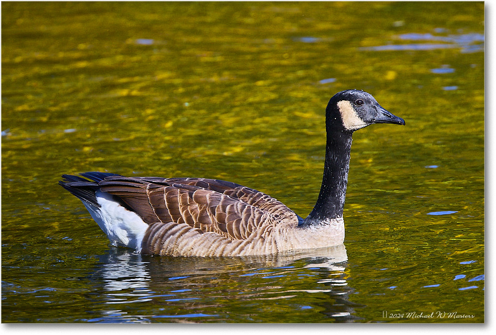 CanadaGoose_RappahannockRiver_2024Oct_R5C01448