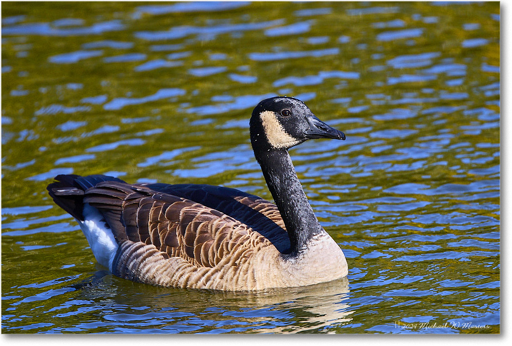 CanadaGoose_RappahannockRiver_2024Oct_R5C01455