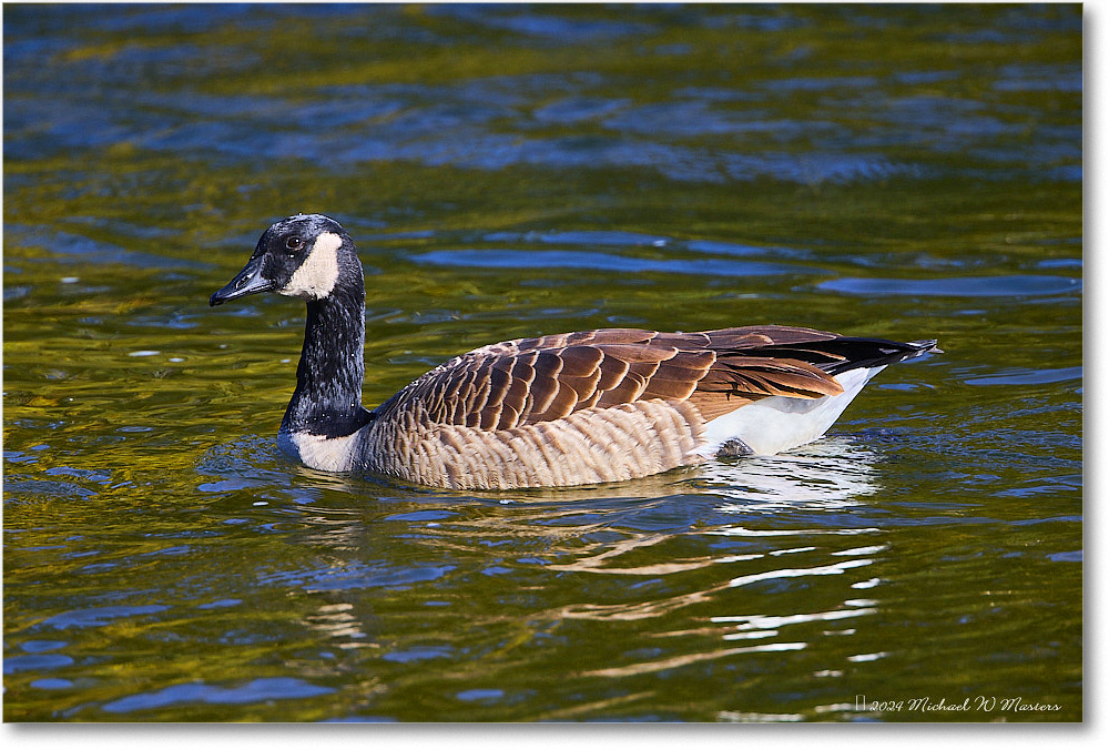 CanadaGoose_RappahannockRiver_2024Oct_R5C01475