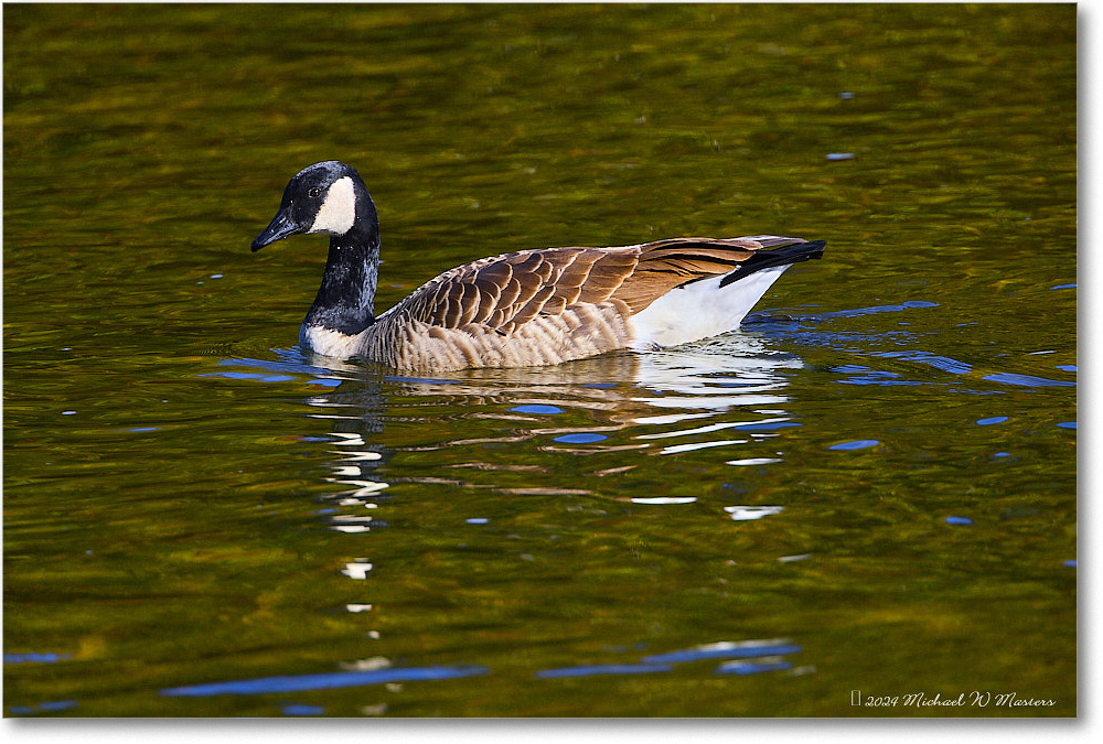 CanadaGoose_RappahannockRiver_2024Oct_R5C01479