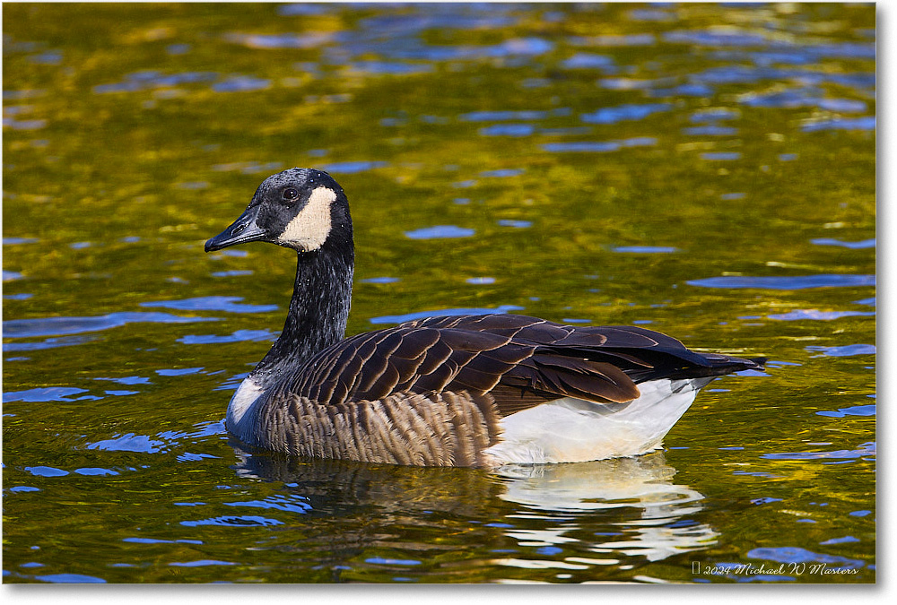 CanadaGoose_RappahannockRiver_2024Oct_R5C01486