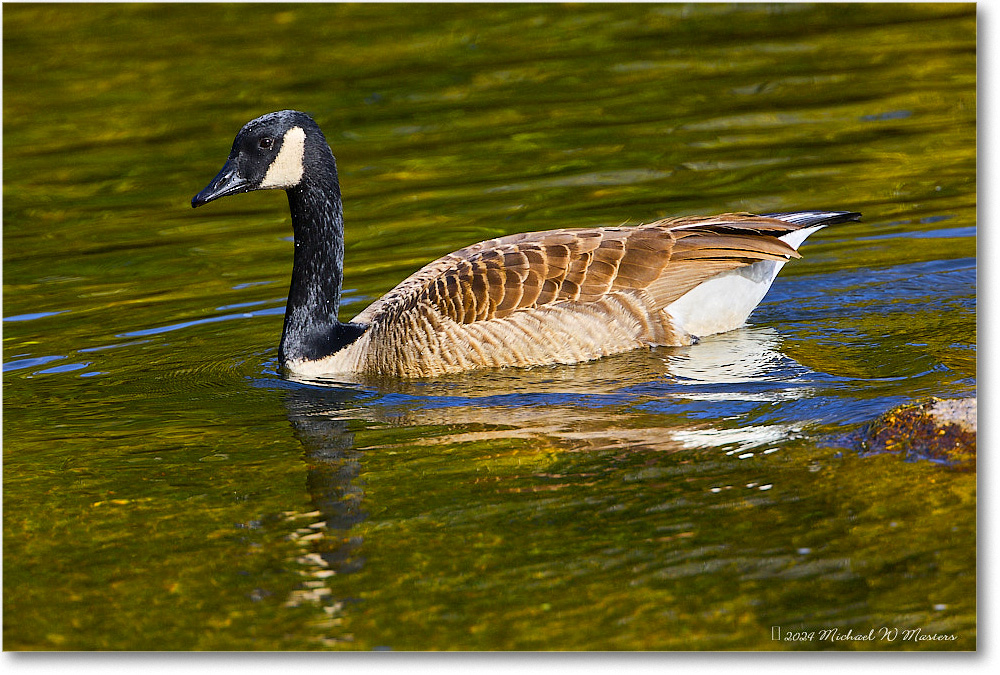 CanadaGoose_RappahannockRiver_2024Oct_R5C01496