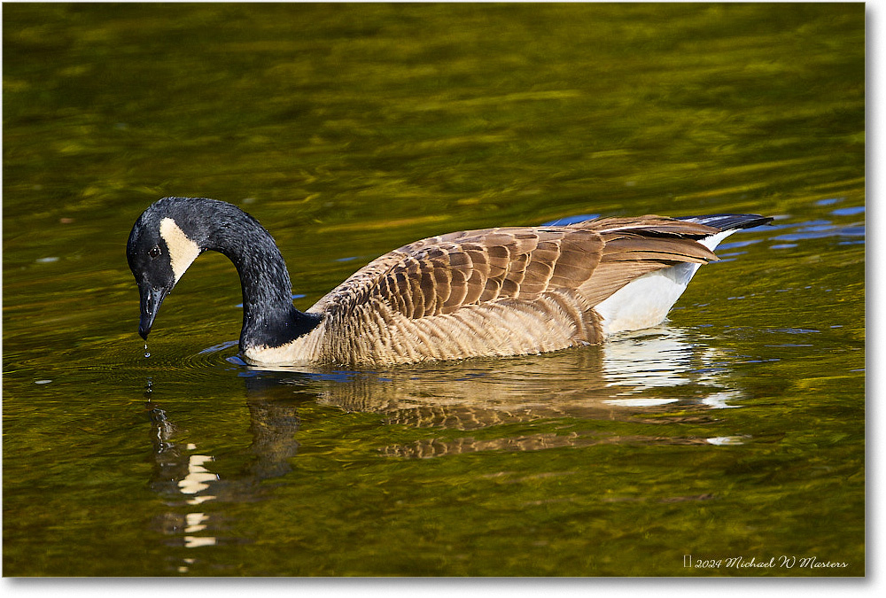 CanadaGoose_RappahannockRiver_2024Oct_R5C01501