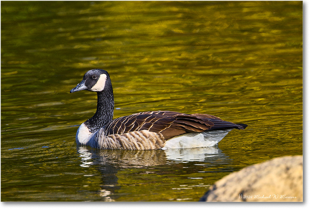 CanadaGoose_RappahannockRiver_2024Oct_R5C01513