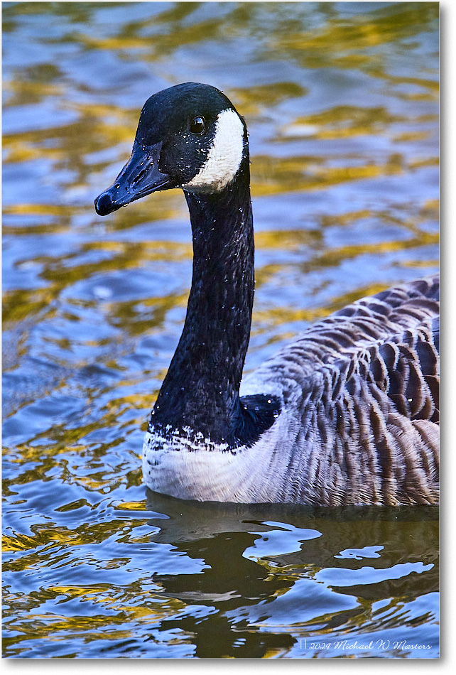 CanadaGoose_RappahannockRiver_2024Oct_R5C01540