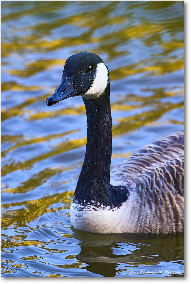 CanadaGoose_RappahannockRiver_2024Oct_R5C01549