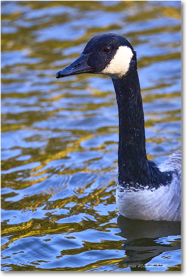 CanadaGoose_RappahannockRiver_2024Oct_R5C01556