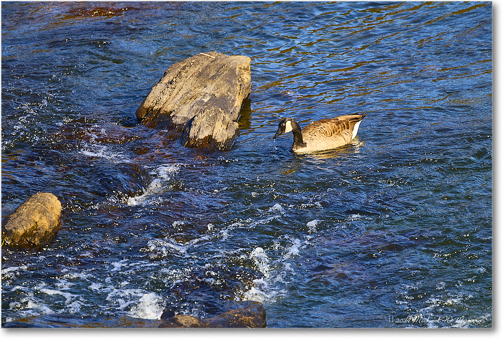 CanadaGoose_RappahannockRiver_2024Oct_R5C01597