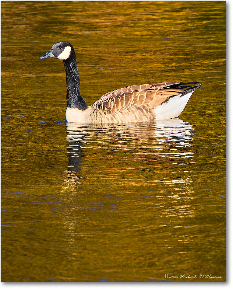 CanadaGoose_RappahannockRiver_2024Oct_R5C01676