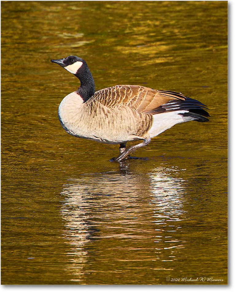 CanadaGoose_RappahannockRiver_2024Oct_R5C01679