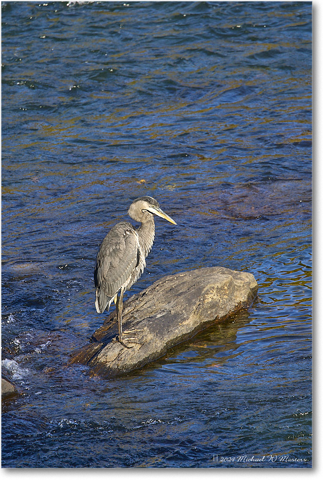 GreatBlueHeron_RappahannockRiver_2024Oct_01607