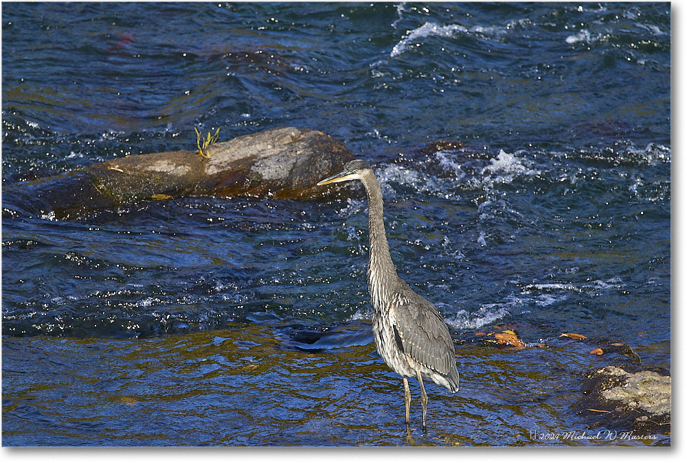 GreatBlueHeron_RappahannockRiver_2024Oct_R5C01621