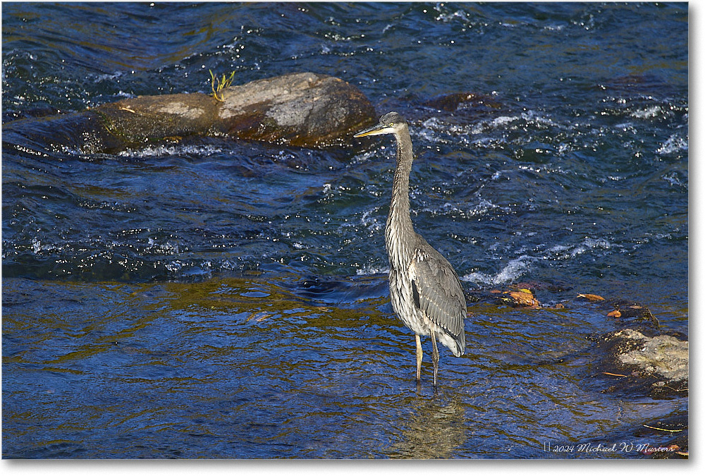 GreatBlueHeron_RappahannockRiver_2024Oct_R5C01625