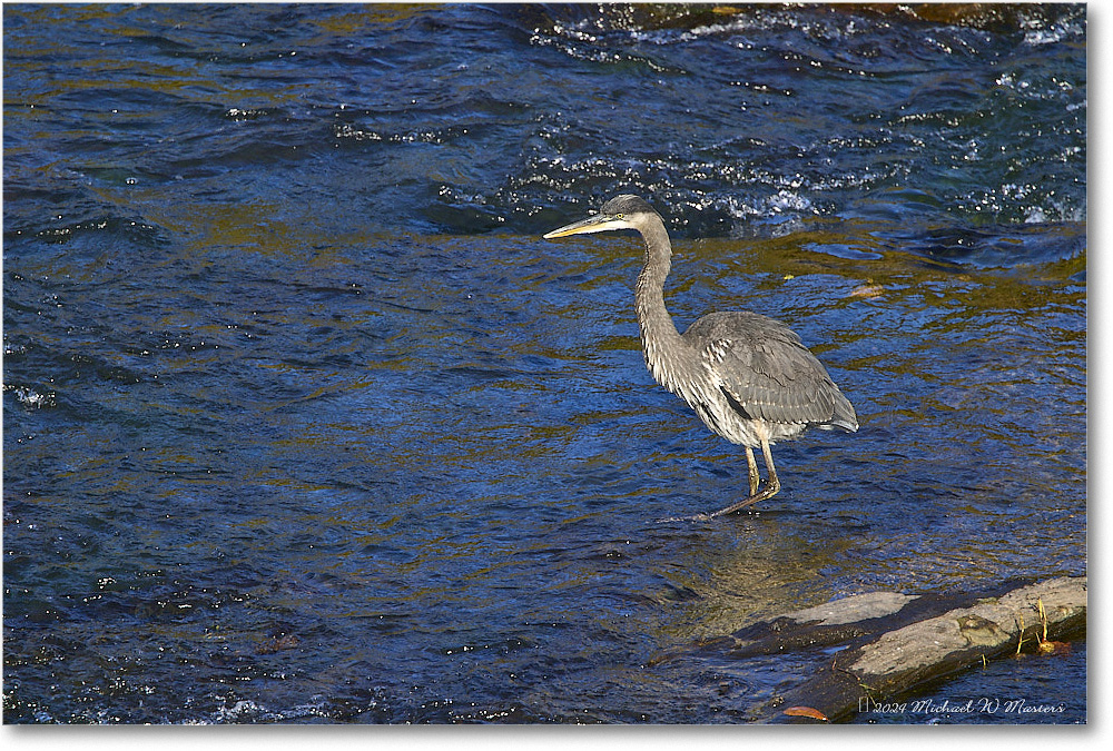 GreatBlueHeron_RappahannockRiver_2024Oct_R5C01631