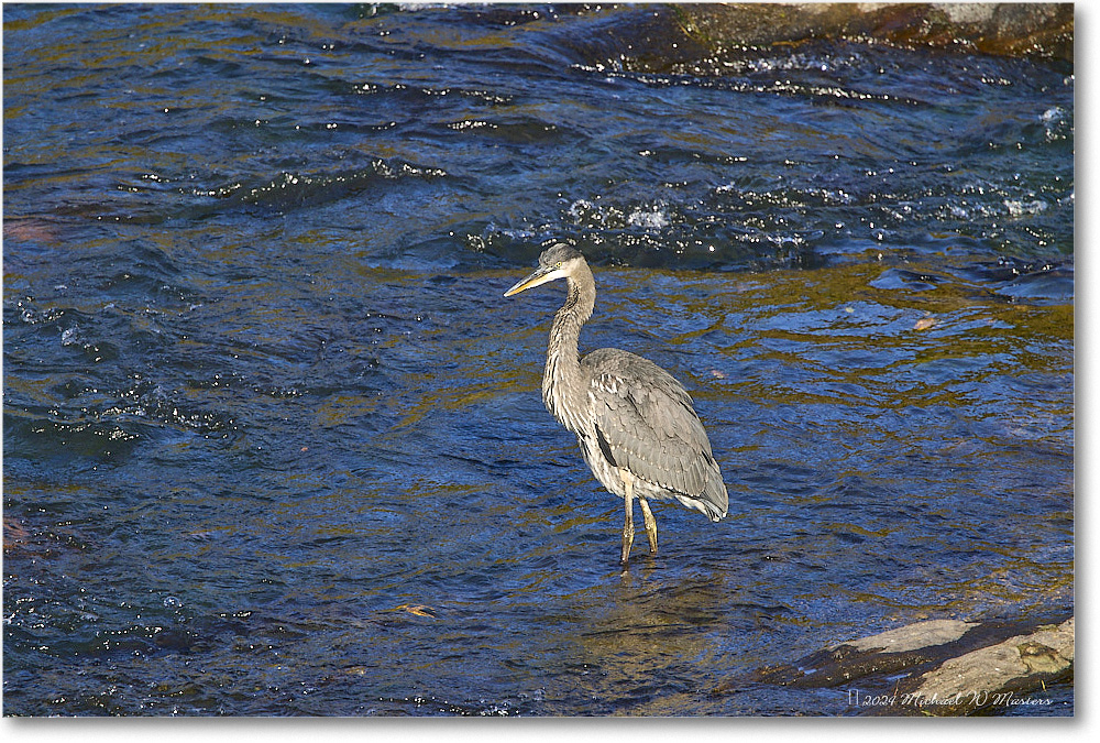 GreatBlueHeron_RappahannockRiver_2024Oct_R5C01638