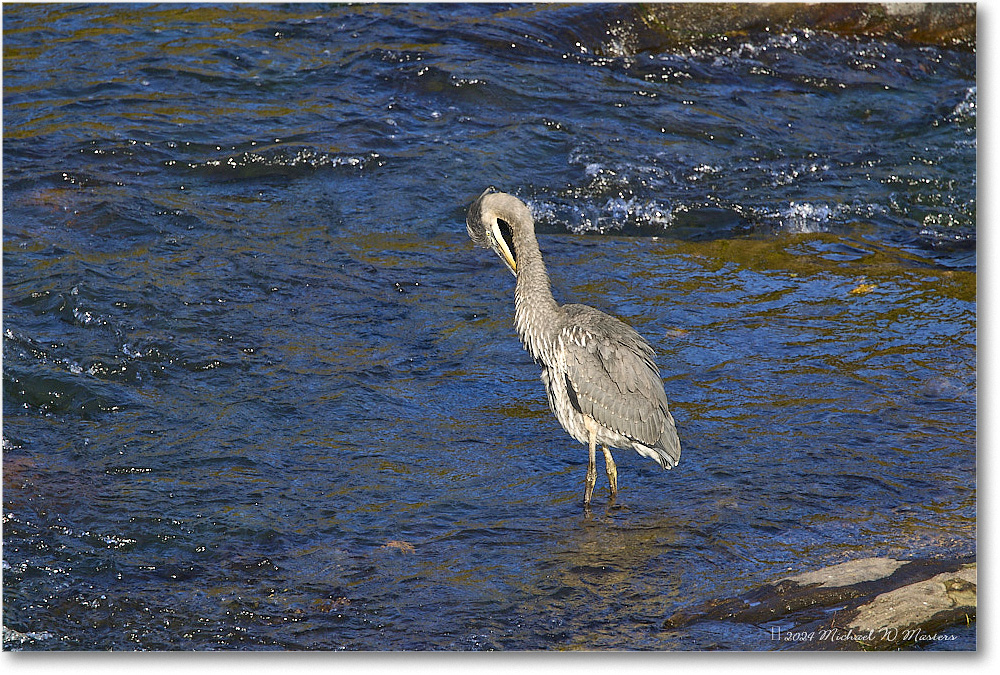 GreatBlueHeron_RappahannockRiver_2024Oct_R5C01640