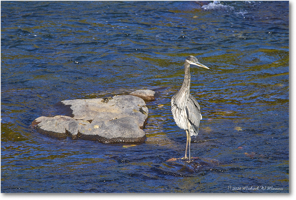 GreatBlueHeron_RappahannockRiver_2024Oct_R5C01660